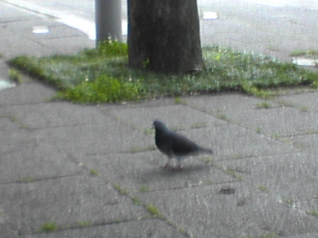 Sony Ericsson Premini-2